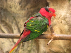 Josephine's Lorikeet photo 1