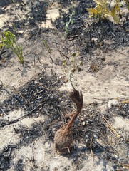 Eriospermum abyssinicum