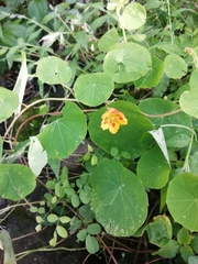 Tropaeolum minus