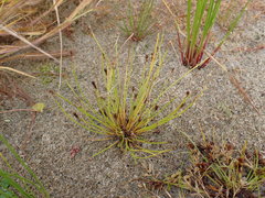 Eleocharis diandra