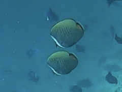 Chaetodon collare