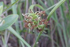 Habenaria linguella