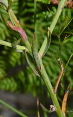 Heliophila linearis linearifolia