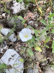 Convolvulus arvensis