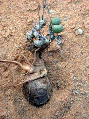 Tylecodon schaeferianus