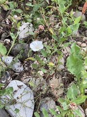 Convolvulus arvensis