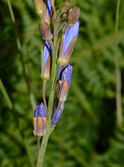 Heliophila linearis linearifolia
