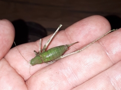 Poecilimon schmidtii