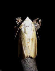 Pardoxia graellsii