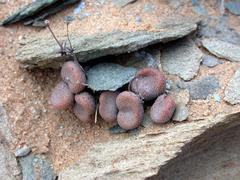 Tylecodon schaeferianus