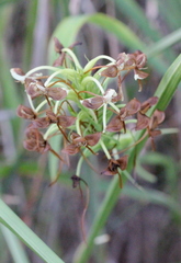 Habenaria linguella