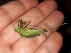 Poecilimon schmidtii