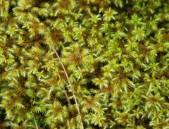 Breutelia azorica