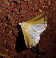 Pardoxia graellsii