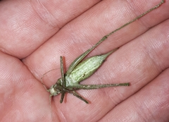 Poecilimon schmidtii