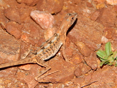 Sitana ponticeriana