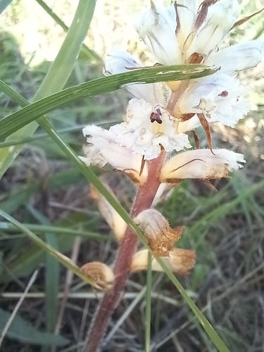 Image of Orobanche picridis by (c) Jean-Silouane Rebours, some rights reserved (CC BY)
