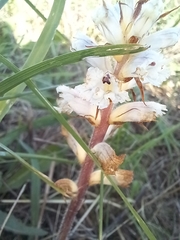 Orobanche picridis