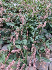 Persicaria