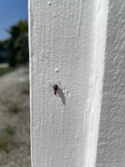 Collops quadrimaculatus