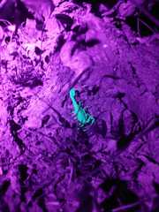 Centruroides elegans