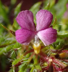 Muraltia ciliaris