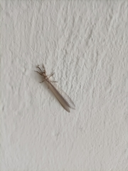 Distoleon tetragrammicus