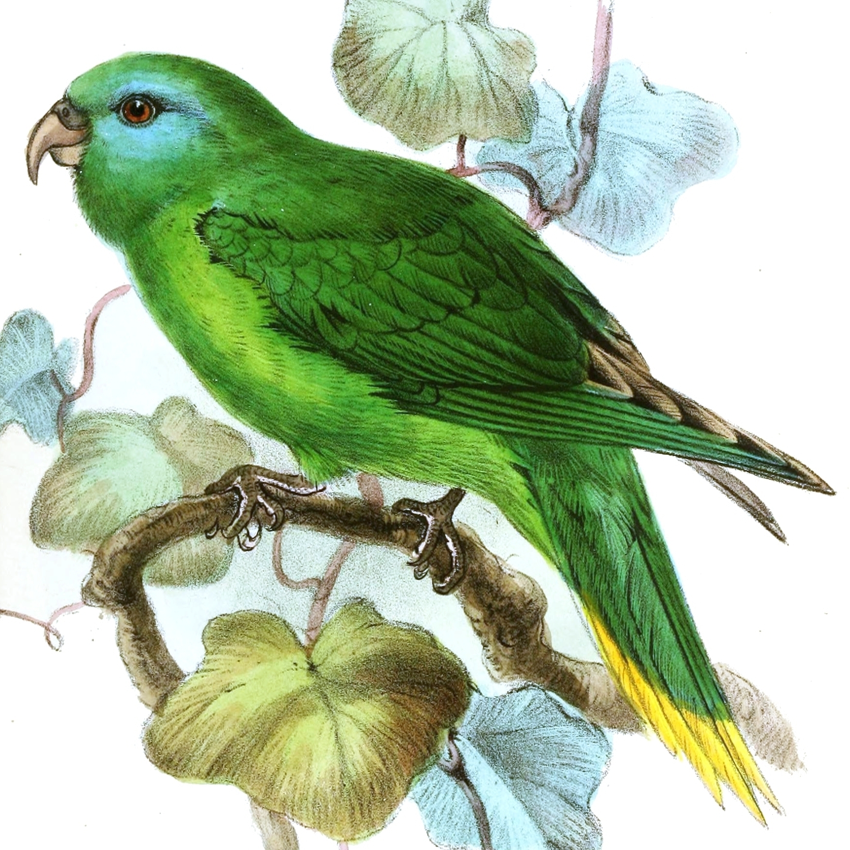 Palm Lorikeet illustration