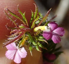 Muraltia ciliaris