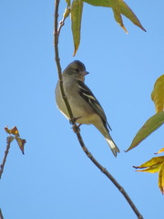 Fringilla coelebs