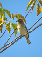 Fringilla coelebs