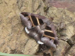 Grammodes