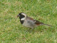 Passer melanurus vicinus
