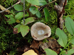 Russula puellaris