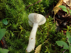 Russula puellaris