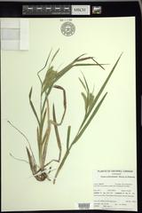 Carex schweinitzii