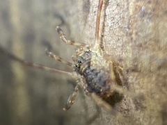 Lophopilio palpinalis