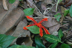 Etlingera littoralis