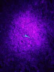 Centruroides elegans