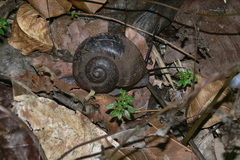 Cyclophorus