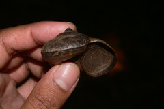 Cyclophorus