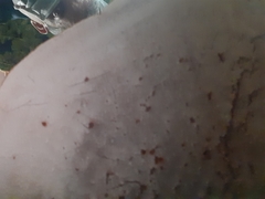 Ganoderma polychromum