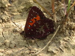 Aloeides penningtoni