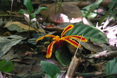 Etlingera littoralis
