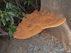 Ganoderma polychromum