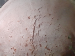 Ganoderma polychromum