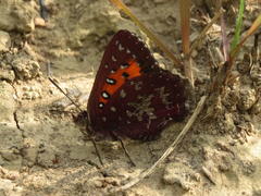 Aloeides penningtoni