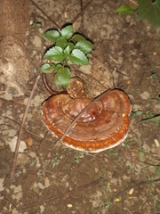 Ganoderma polychromum