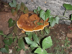 Ganoderma polychromum