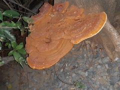 Ganoderma polychromum
